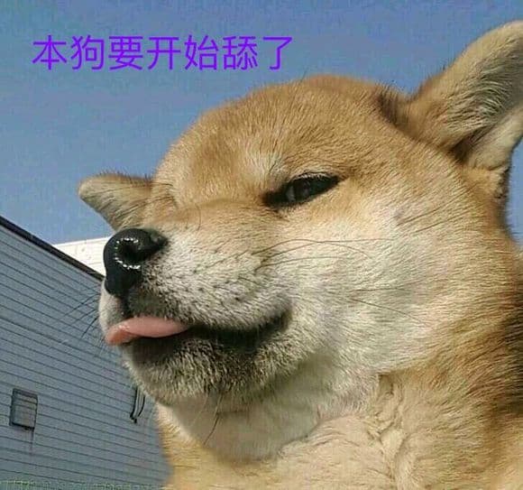 本狗要开始舔了