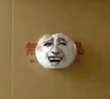 猫从箱子里露出个头