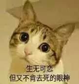 生无可恋，但又不肯去死的眼神！