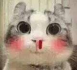 亲亲哒（小猫）